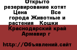 Открыто резервирование котят › Цена ­ 15 000 - Все города Животные и растения » Кошки   . Краснодарский край,Армавир г.